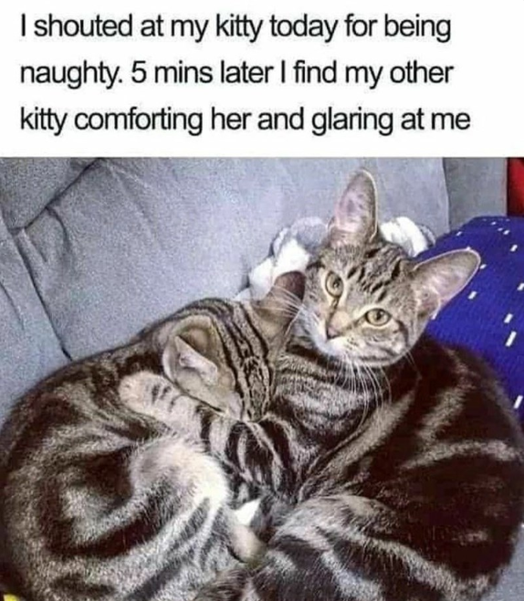 Meme by tiger