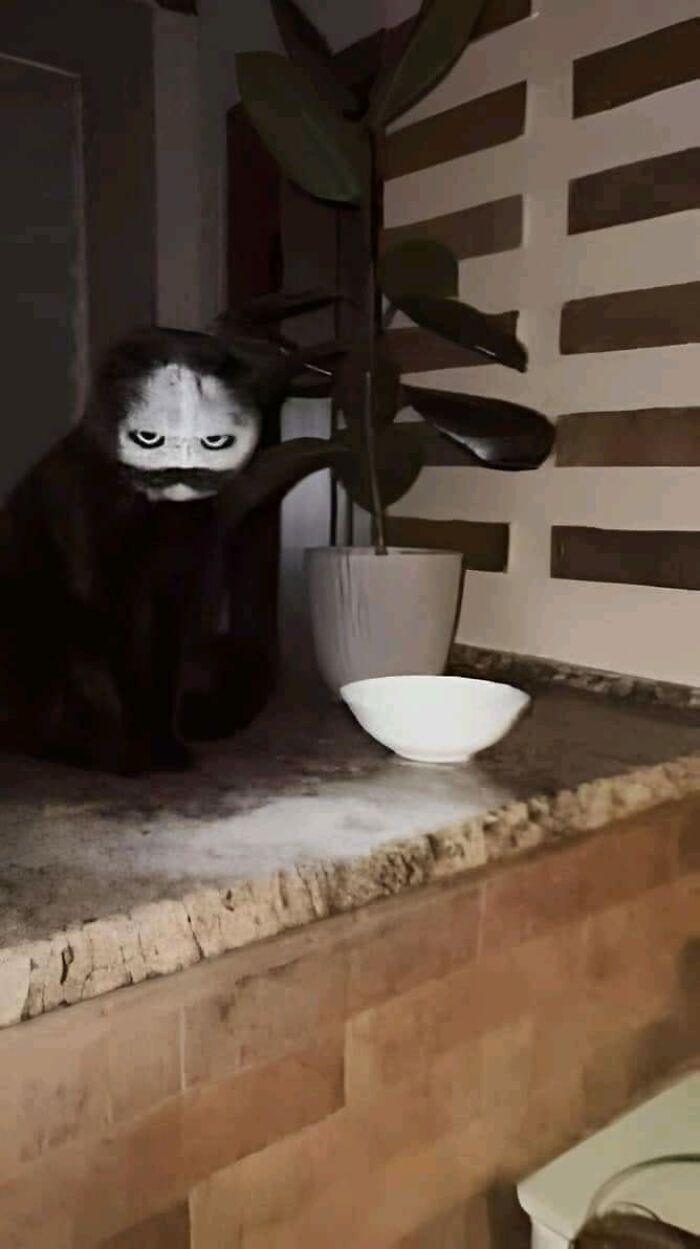 Meme by postyourcats