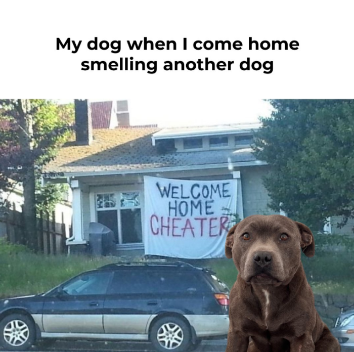 Meme by doge