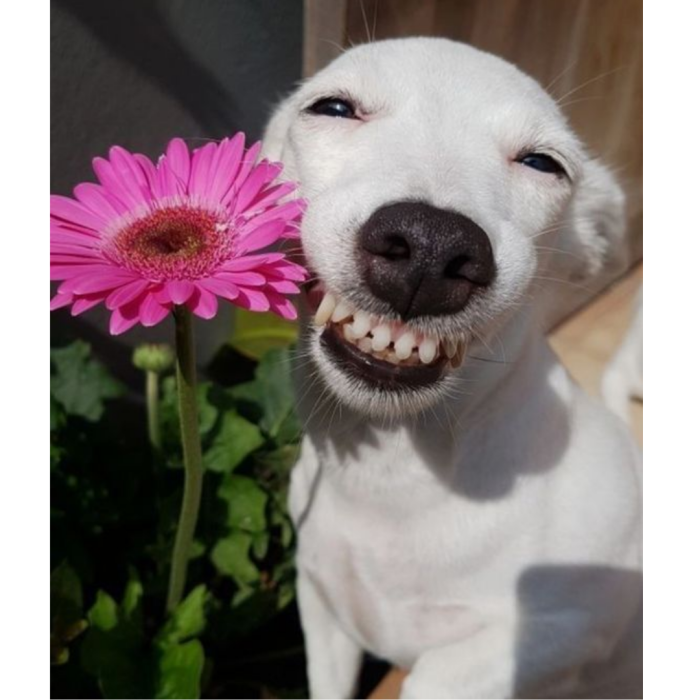 Meme by doge