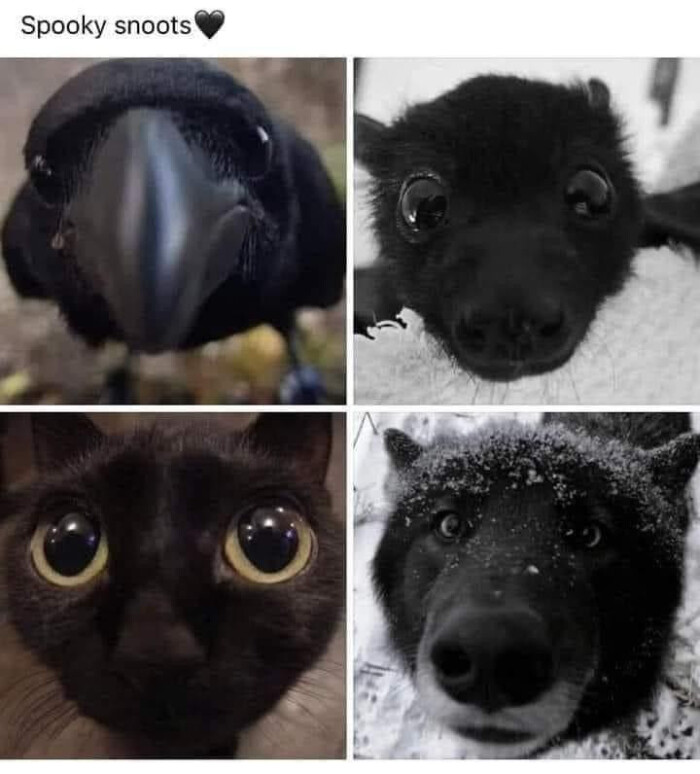 Spooky snoots
