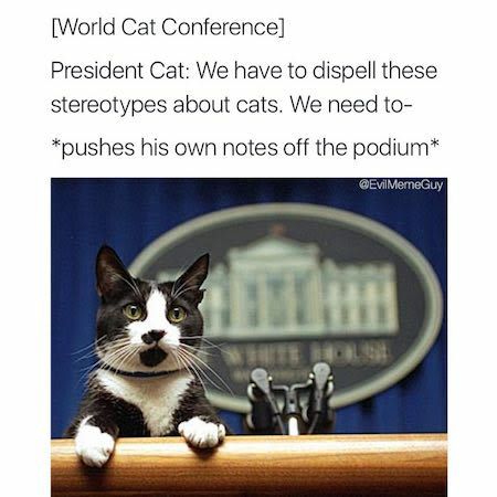 Meme by catsoncatnip
