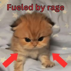 Meme by catsoncatnip