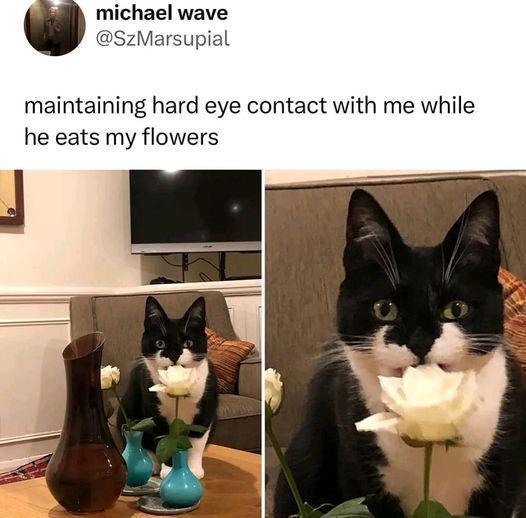 michael wave maintaining hard eye contact with me while he eats my flowers