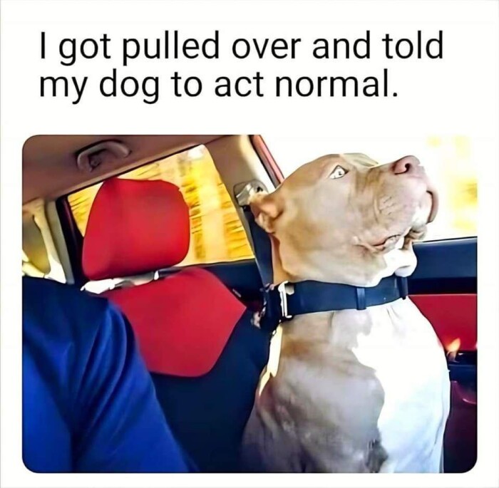 Meme by theworstoftumblr