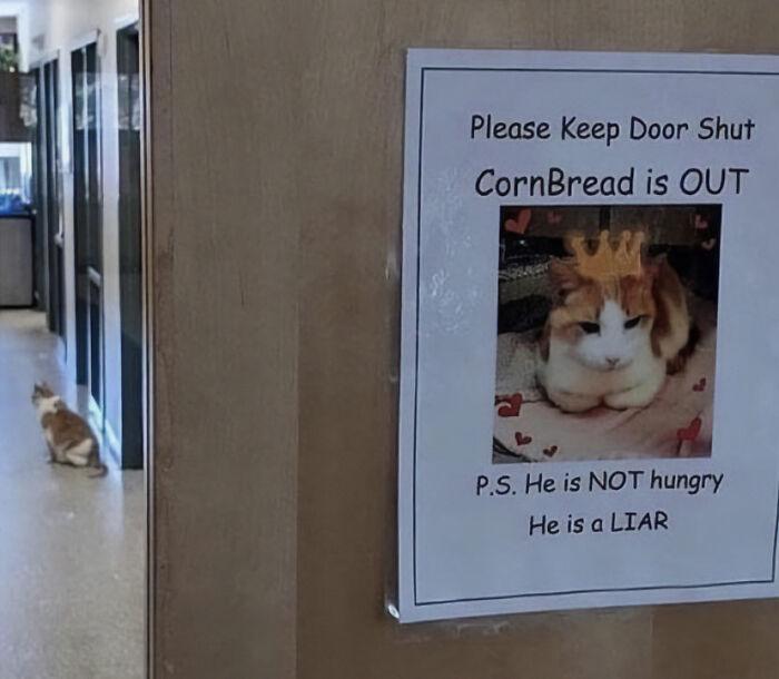Meme by postyourcats