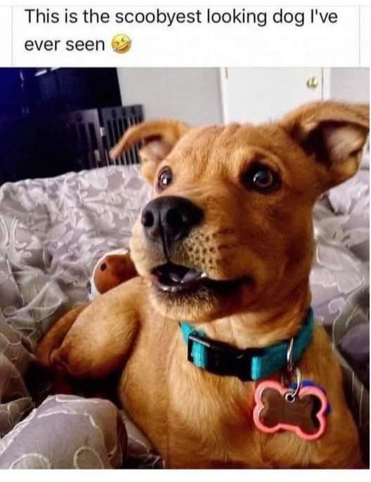 This is the scoobyest looking dog I've ever seen