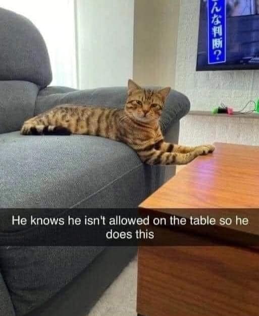 He knows he isn't allowed on the table so does this