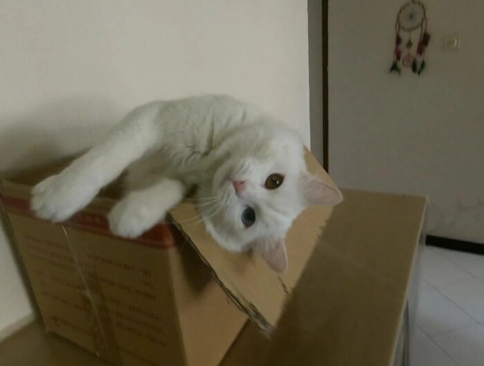 Share the Cutest Picture of Your Cat and a Box
