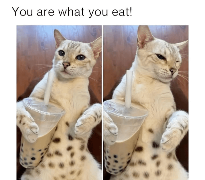Post Your Favorite Cat Meme