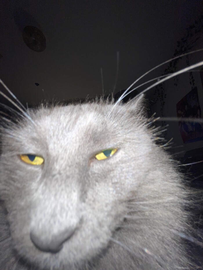 Meme by postyourcats