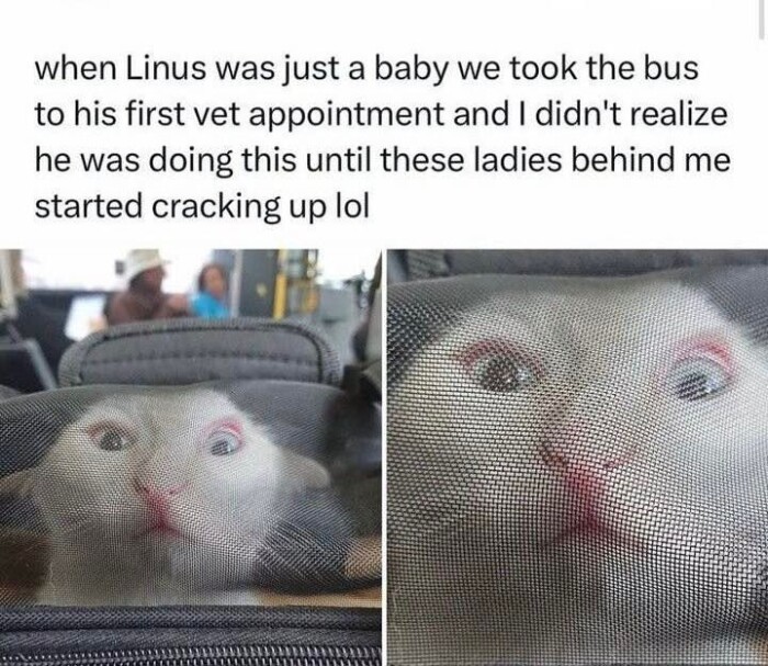 Meme by postyourcats