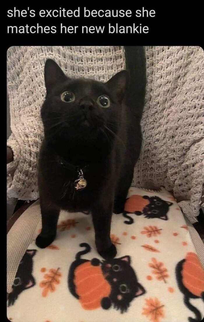 Meme by catsoncatnip