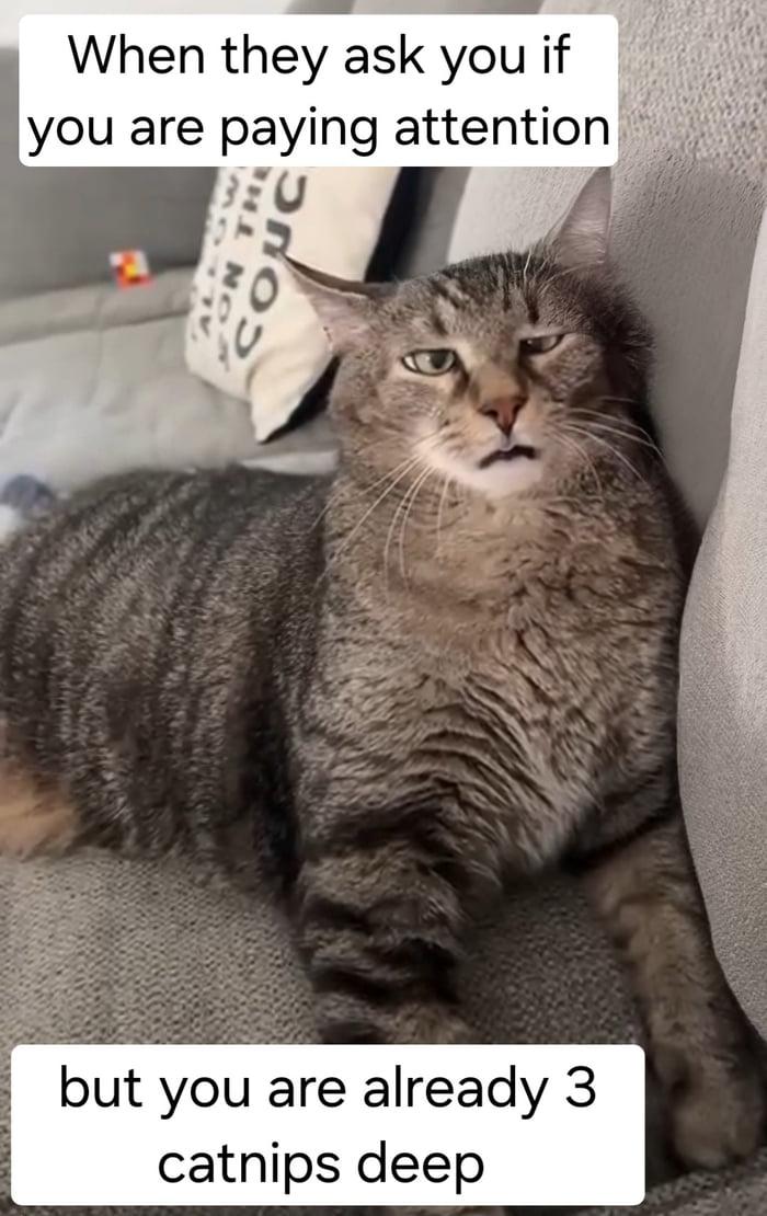 When they ask you if are paying attention 10 but already 3 catnips deep