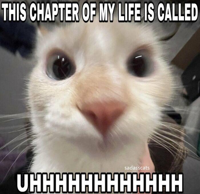 THIS CHAPTER OF MY LIFE IS CALLED sadasscats ONNNINNNINNNN
