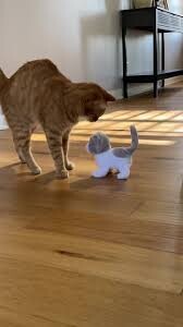 Post a Picture of Your Cat and Their Funniest Reaction to a New Object