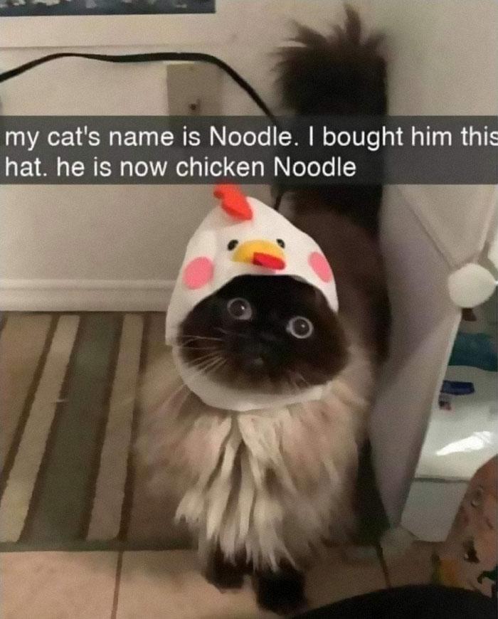 Meme by postyourcats