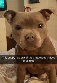 Meme by pupperdoggo