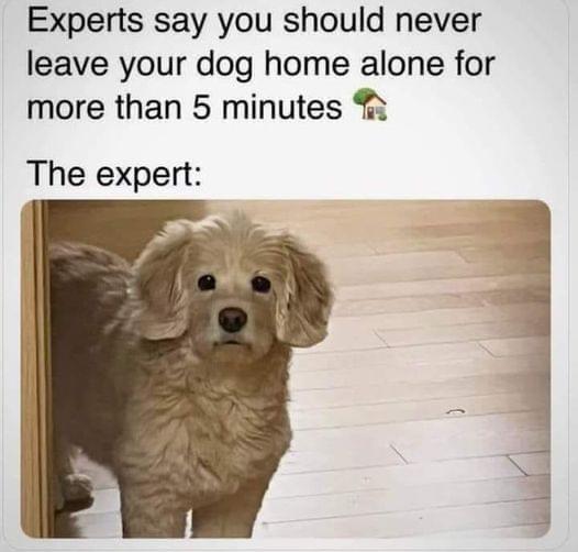 Meme by wholesomedoggos