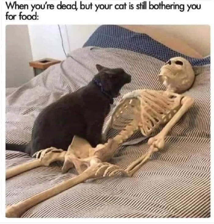 When you're dead, but your cat is still bothering you for food: