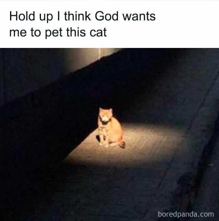Meme by postyourcats