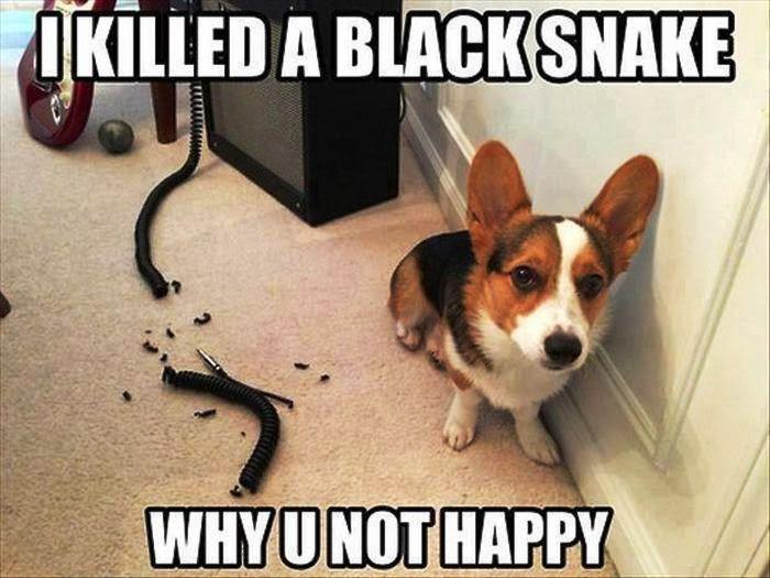 Meme by wholesomedoggos