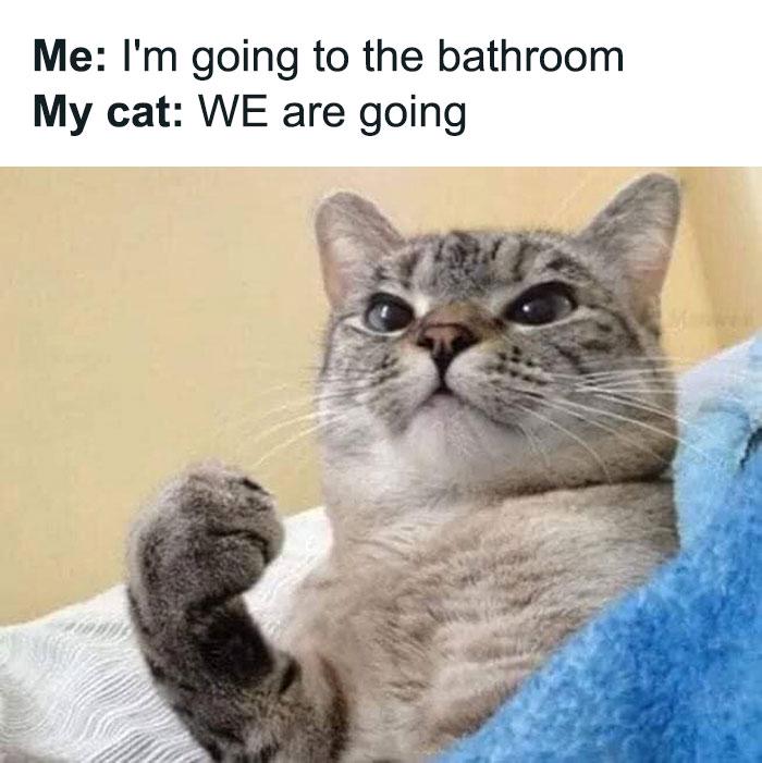 Me: I'm going to the bathroom My cat: WE are