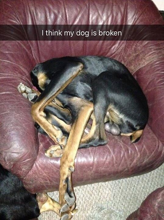 Post Your Dog’s Funniest Sleeping Position