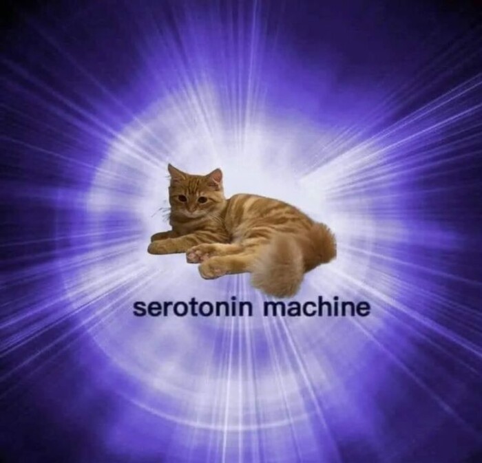 Meme by postyourcats