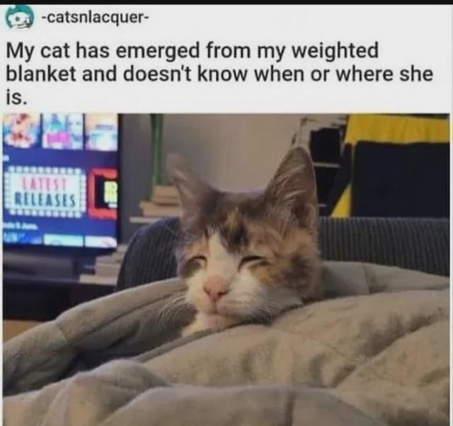 -catsnlacquer- My cat has emerged from my weighted blanket and doesn't know when or where she is.