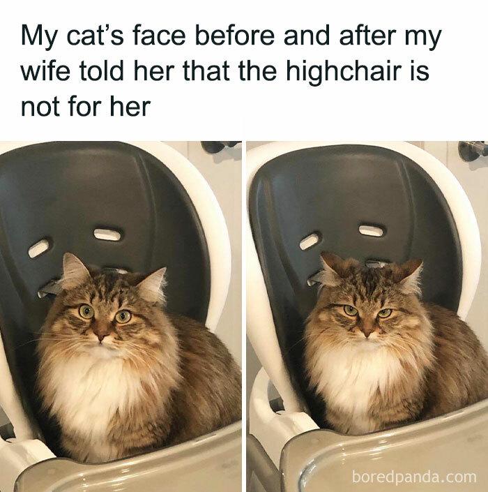 My cat's face before and after my wife told her that the highchair is not for boredpanda.com