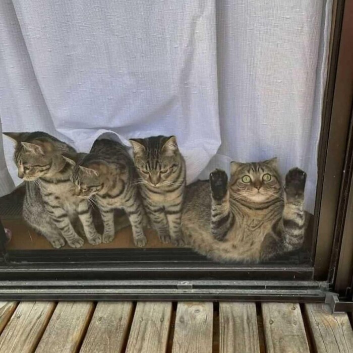 Meme by postyourcats