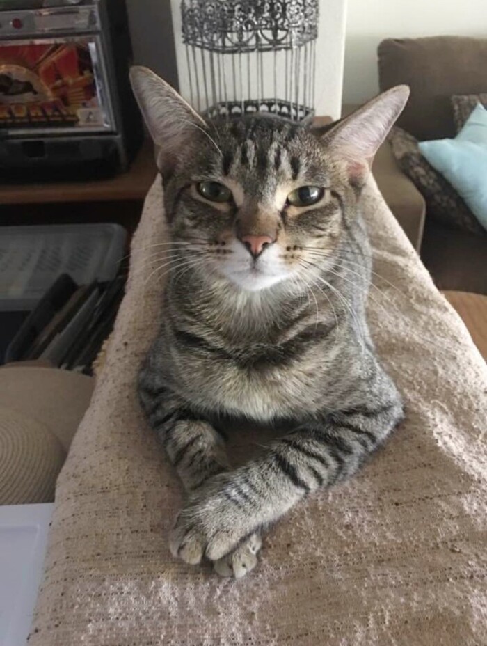 Post Your Cat’s Most Elegant Pose