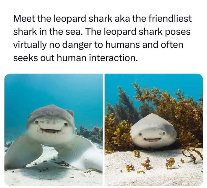 Meet the leopard shark aka friendliest in sea. The poses virtually no danger to humans and often seeks out human interaction.