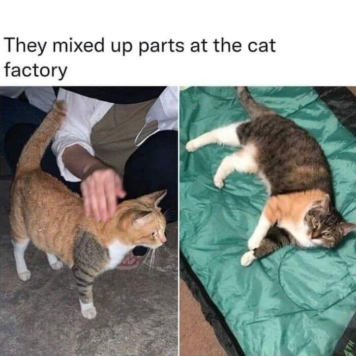 Meme by catsoncatnip