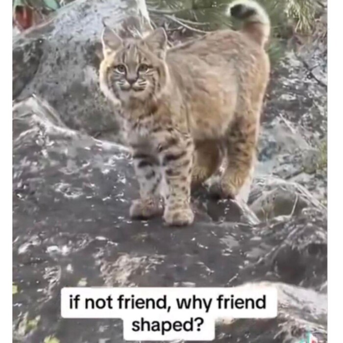 Meme by catsoncatnip