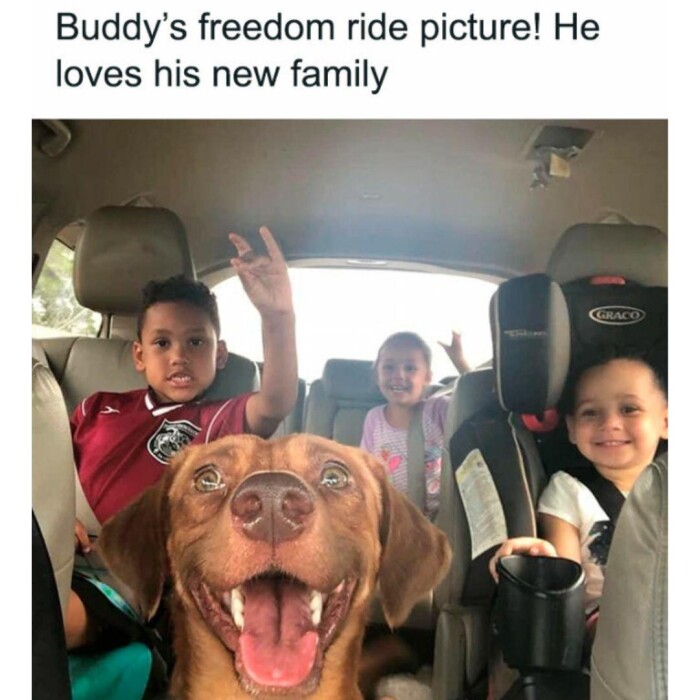 Meme by wholesomedoggos