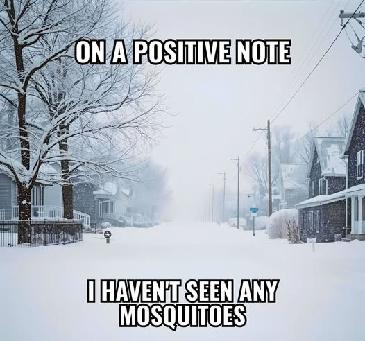 ON A POSITIVE NOTE I HAVENT SEEN ANY MOSQUITOES