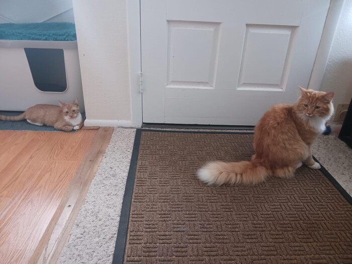 Meme by postyourcats