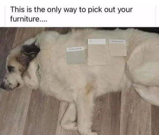 This is the only way to pick out your furniture...