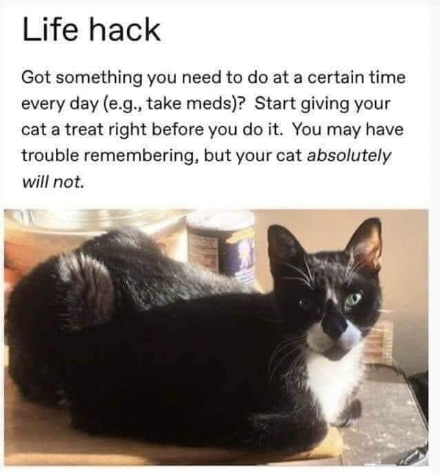 Meme by catsoncatnip
