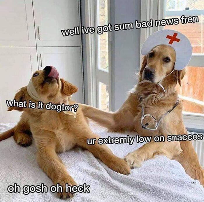 Meme by pupperdoggo