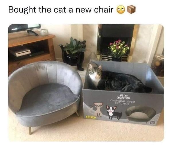 Bought the cat a new chair CHEYSCALLOPED PET CHAIR