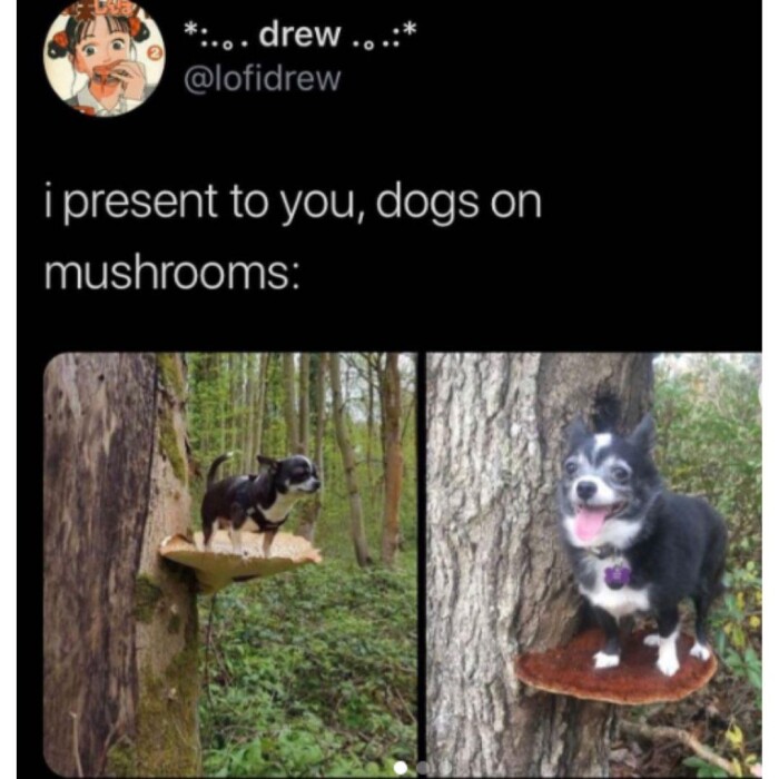 Meme by doge