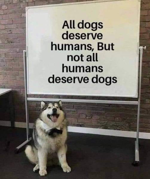 All dogs deserve humans, But not all humans