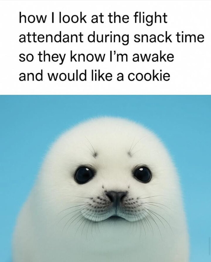 how look at the flight attendant during snack time so they know l'm awake and would like a cookie