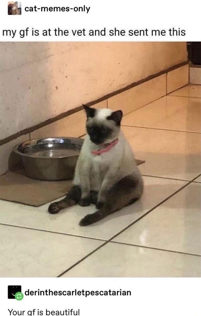 Meme by postyourcats