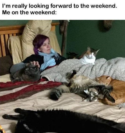 Meme by postyourcats