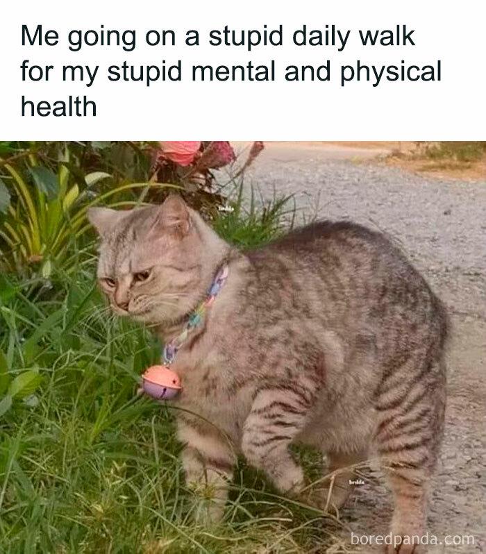 Meme by catsoncatnip