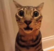 Post a Photo of Your Cat Looking Like They Just Saw a Ghost